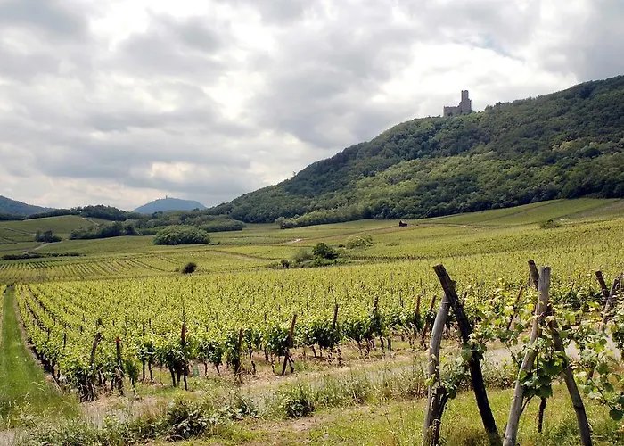 公寓 Vignobles Frey-sohler Scherwiller